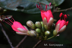 Humboldtia unijuga var. unijuga